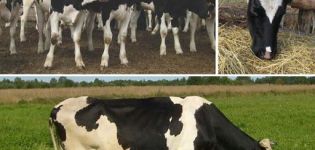 Sausų karvių šėrimo ypatybės ir koncentratų norma maiste