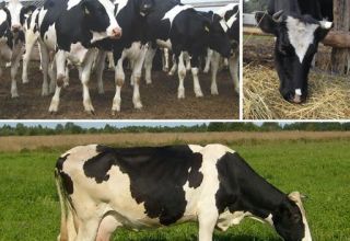 Features of feeding dry cows and the rate of concentrates in the diet
