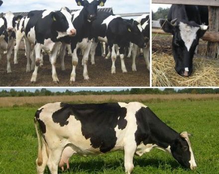 Features of feeding dry cows and the rate of concentrates in the diet