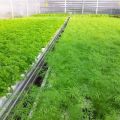 Kako hidroponski uzgajati peršin i koliko raste