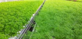 How to grow parsley hydroponically and how much it grows