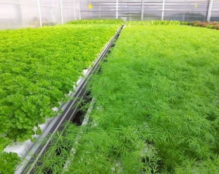 Ako pestovať petržlen hydroponicky a koľko rastie