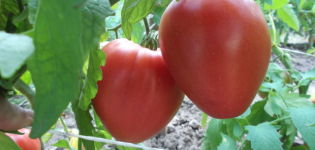 Charakteristika a opis odrody paradajok Lazyka, jej výnos