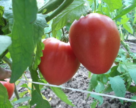 Lazyka-tomaattilajikkeen ominaisuudet ja kuvaus, sen sato