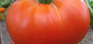 Tomaattilajikkeen ominaisuudet ja kuvaus Haluttu koko, sen sato