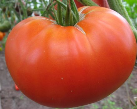 Egenskaber og beskrivelse af tomatsorten Den ønskede størrelse, dens udbytte