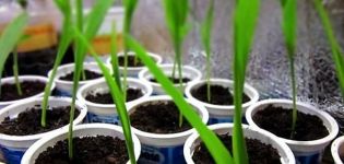 Site selection, cultivation and care of seedlings for corn propagation