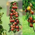 Descripción de las mejores variedades de pera columnar, plantación, cultivo y cuidado.