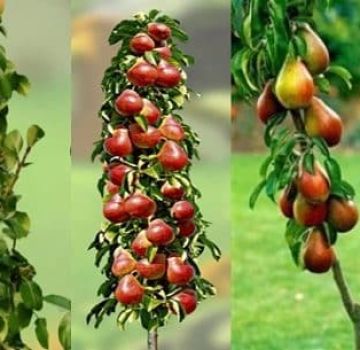Descrizione delle migliori varietà di pera colonnare, semina, coltivazione e cura