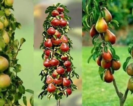 Beschrijving van de beste variëteiten van zuilvormige peer, aanplant, teelt en verzorging
