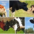 Waarom koeien stoten en wat te doen, de 5 beste speenmethoden