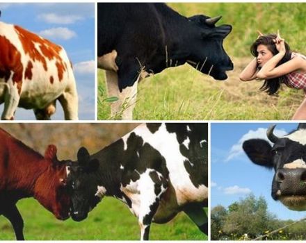 Por que las vacas se ponen a tope y que hacer, los 5 mejores métodos de destete