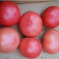 Eigenschaften und Beschreibung der Tomatensorte Favorit