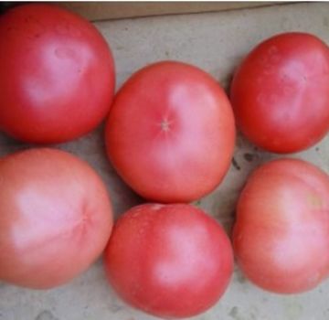 Egenskaber og beskrivelse af tomatsorten Favorit