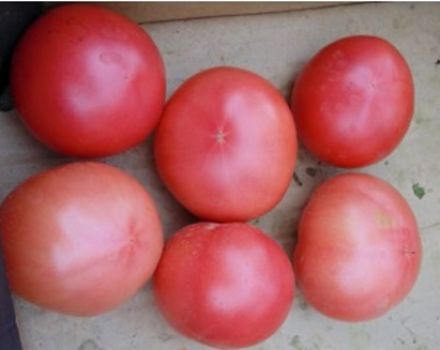 Pomidorų veislės savybės ir aprašymas