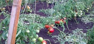 Kuvaus tomaattilajikkeesta Semenych f1, viljelyyn liittyvät piirteet ja tuottavuus