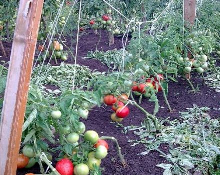 Pomidorų veislės Semenych f1 aprašymas, auginimo ypatybės ir derlius