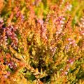 Planting and caring for heather in the open field, reproduction and preparation for winter