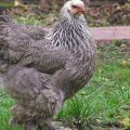 Cechy trzymania i opieki nad kurczakami latem w kraju, hodowla i hodowla