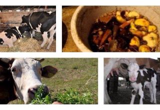 Cómo alimentar adecuadamente a una vaca en casa antes y después del parto.