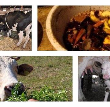 Bir inek buzağılamadan önce ve sonra evde nasıl düzgün şekilde beslenir