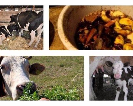 Como alimentar adequadamente uma vaca em casa antes e depois do parto