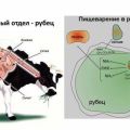 Causes and symptoms of pancreatic atony in cattle, methods of treatment and prevention