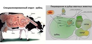 Uzroci i simptomi gušterače gušterače kod goveda, metode liječenja i prevencija