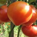 Opis odrody paradajok Soul Sibír, jej vlastnosti a produktivita