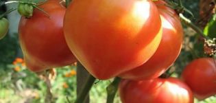 وصف صنف الطماطم Soul of Siberia وخصائصه وإنتاجيته