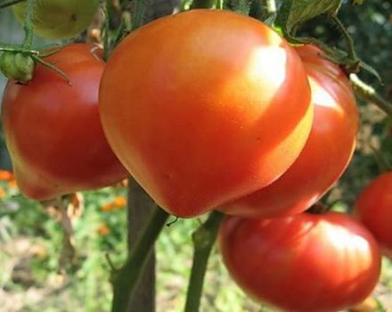 Beschrijving van de tomatenvariëteit Soul of Siberia, zijn kenmerken en productiviteit