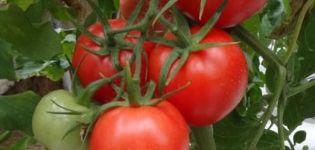 Beskrivning av tomatsorten Master F1, funktioner för odling och skötsel
