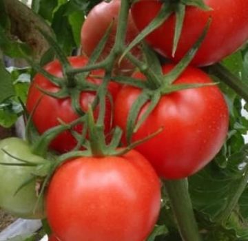 Opis odrody paradajok Master F1, vlastnosti pestovania a starostlivosti