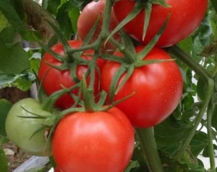 Opis sorte rajčice Master F1, značajke uzgoja i njege