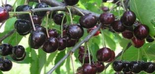 Description of the cherry variety Lyubimitsa Astakhova, planting and care scheme