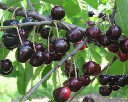 Vyšnių veislės „Lyubimitsa Astakhova“ aprašymas, sodinimo ir priežiūros schema