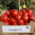 Charakteristiky a opis odrody paradajok Skif