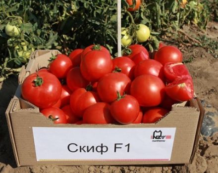 Caractéristiques et description de la variété de tomate scythe