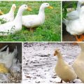 Descripción y características de los patos de Pekín, peso por mes y aspecto