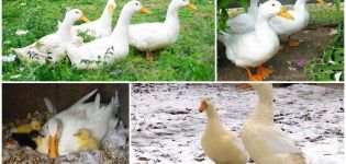 Description and characteristics of Peking ducks, weight by month and what it looks like