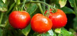 Opis a charakteristika odrody paradajok Vernosť, prehľad a výnos