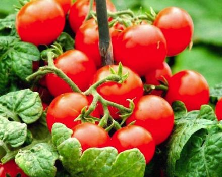 Descripción de la variedad de tomate Ladybug y sus características