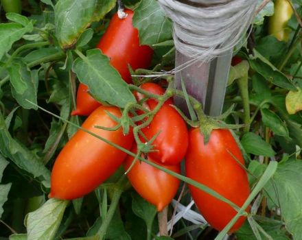 Konigsbergas tomātu šķirnes raksturojums un apraksts, tās raža