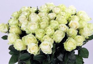 „Avalange“ rožių veislių aprašymas ir savybės, auginimas ir dauginimas