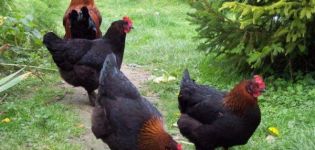 Descripció i característiques de la raça de pollastre Maran, subtileses del contingut