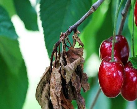 Hvordan man effektivt håndterer bladlus på kirsebær med stoffer og folkemiddel