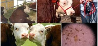 Det forårsagende middel og symptomer på eimeriose hos kvæg, behandling og forebyggelse