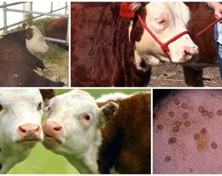 De veroorzaker en symptomen van eimeriose bij runderen, behandeling en preventie