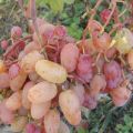 Beschrijving en kenmerken van de druivensoort Ruby Jubilee, teelt en verzorging