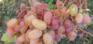 „Ruby Jubilee“ vynuogių veislės aprašymas ir savybės, auginimas ir priežiūra